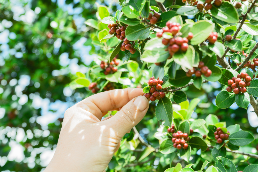 Hand picking coffee cherries